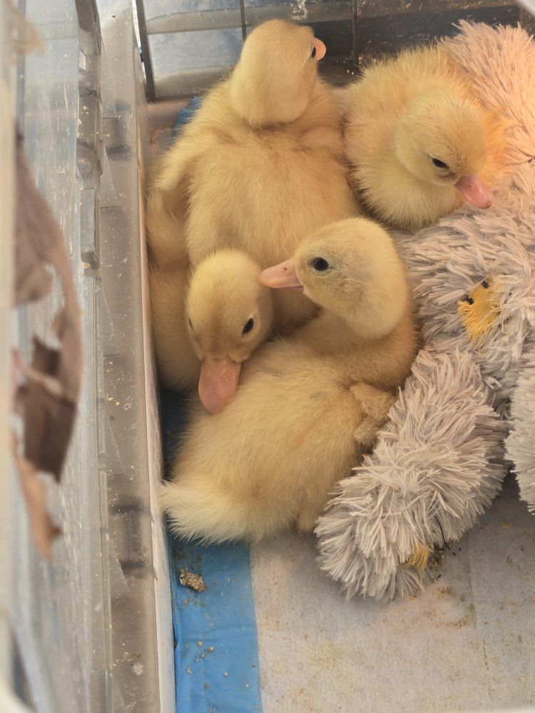 four little call ducklings