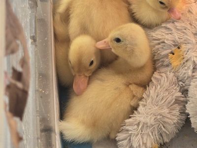 four little call ducklings