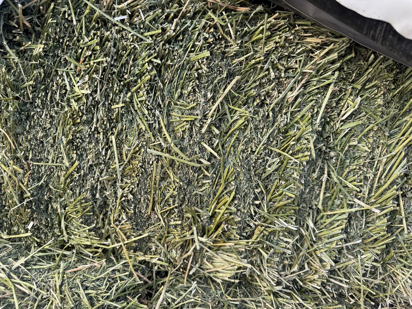 200 small bales 3rd crop Fresh Quality Alfalfa Hay Bales for Livestock and Horses