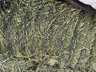 200 small bales 3rd crop Fresh Quality Alfalfa Hay Bales for Livestock and Horses