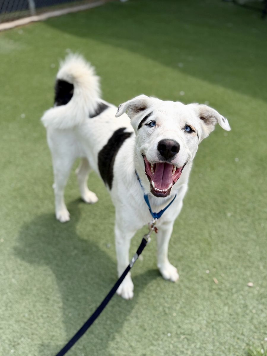 Adopt Mulkey!