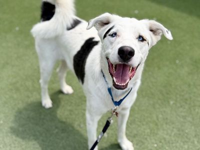 Adopt Mulkey!