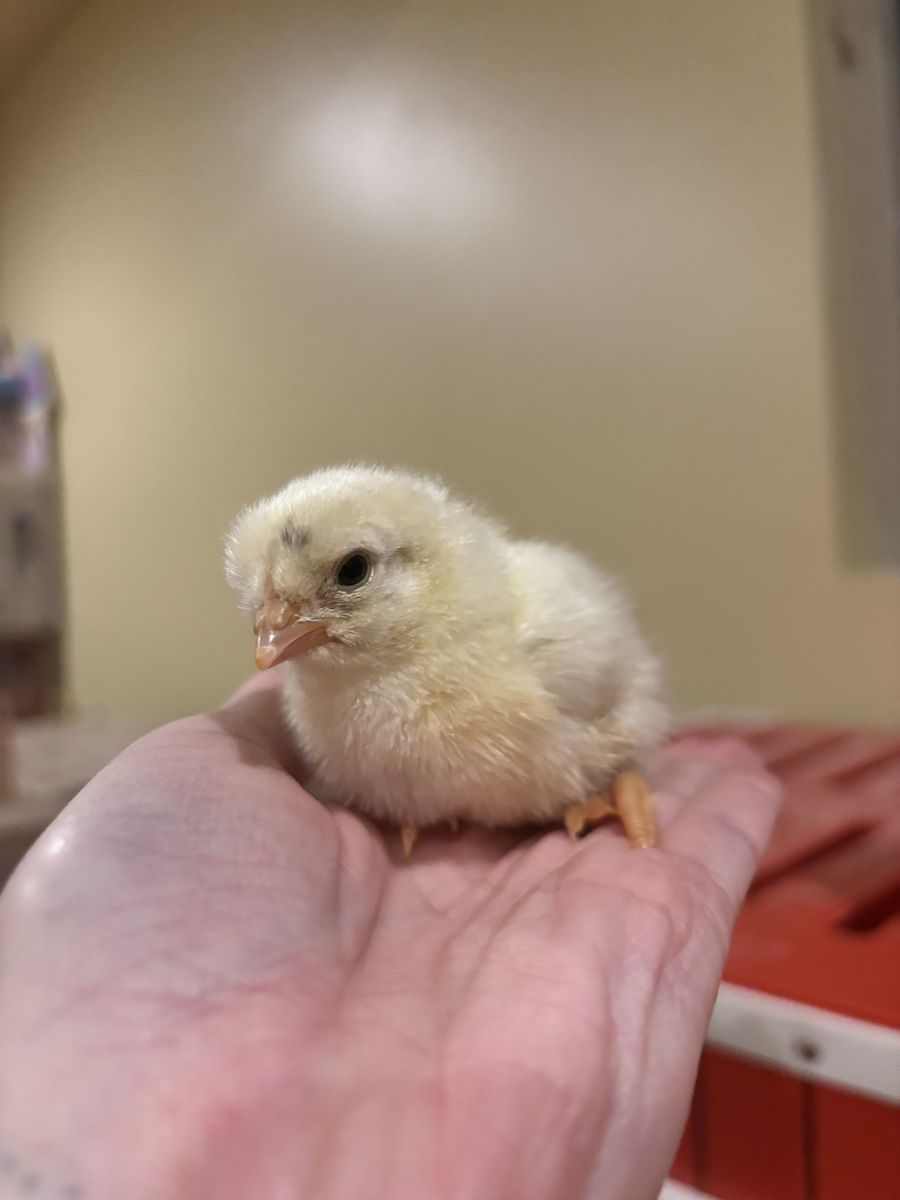 Olive egger chick