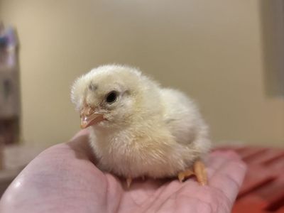 Olive egger chick