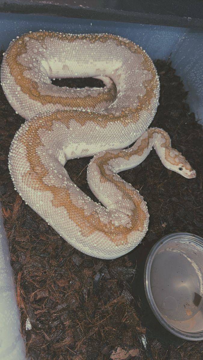 Rehoming Ball Pythons
