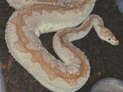 Rehoming Ball Pythons