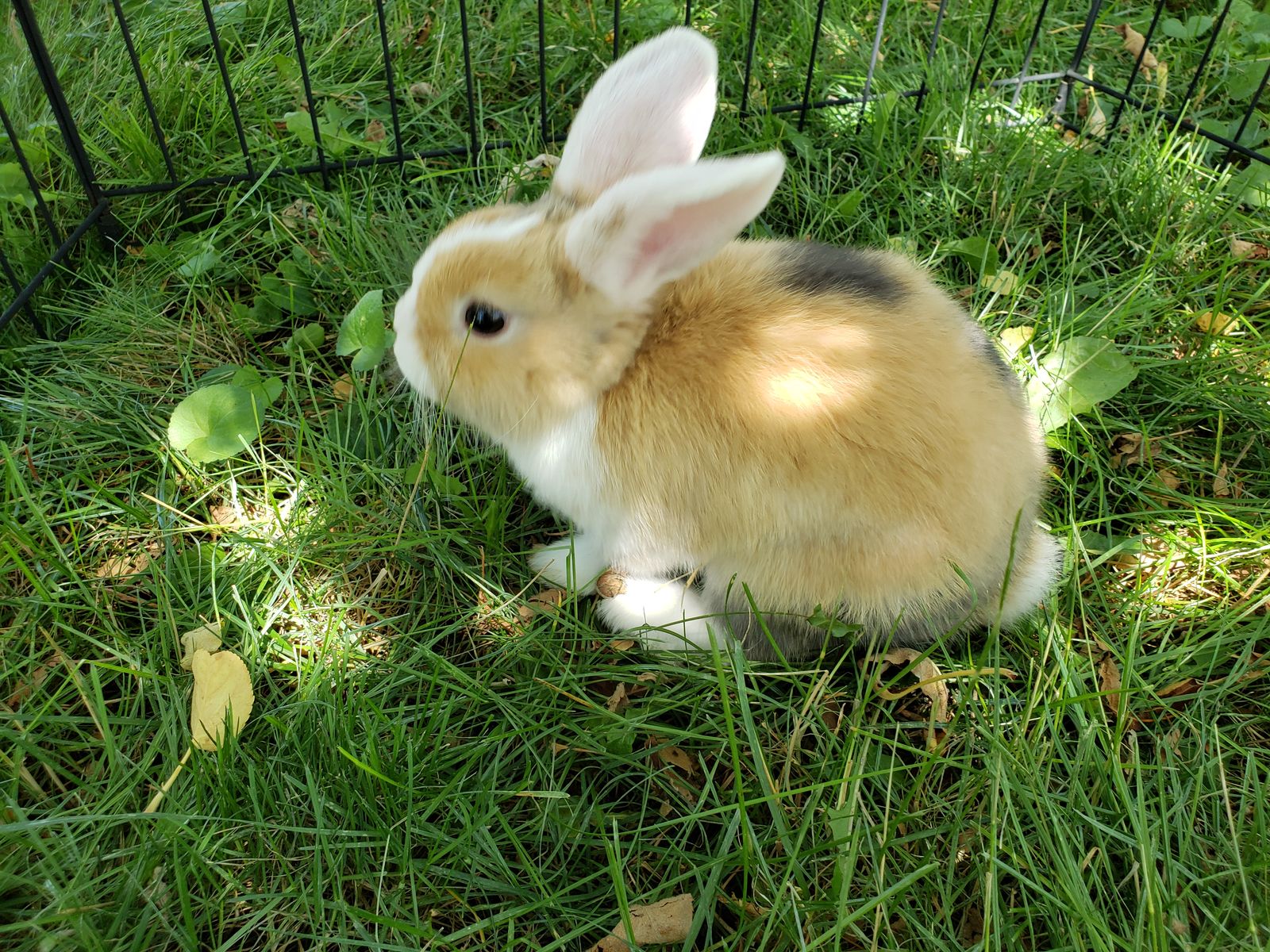 Holland Lop Buck - Small Size - bunny rabbit