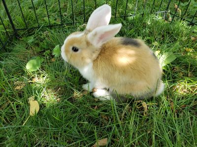 Holland Lop Buck - Small Size - bunny rabbit