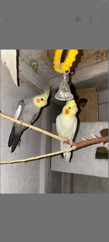 Cockatiles