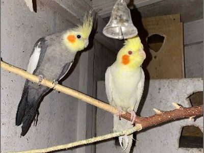 Cockatiles