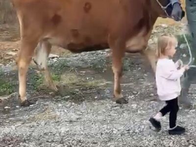 Preg A2 Jersey Heifer