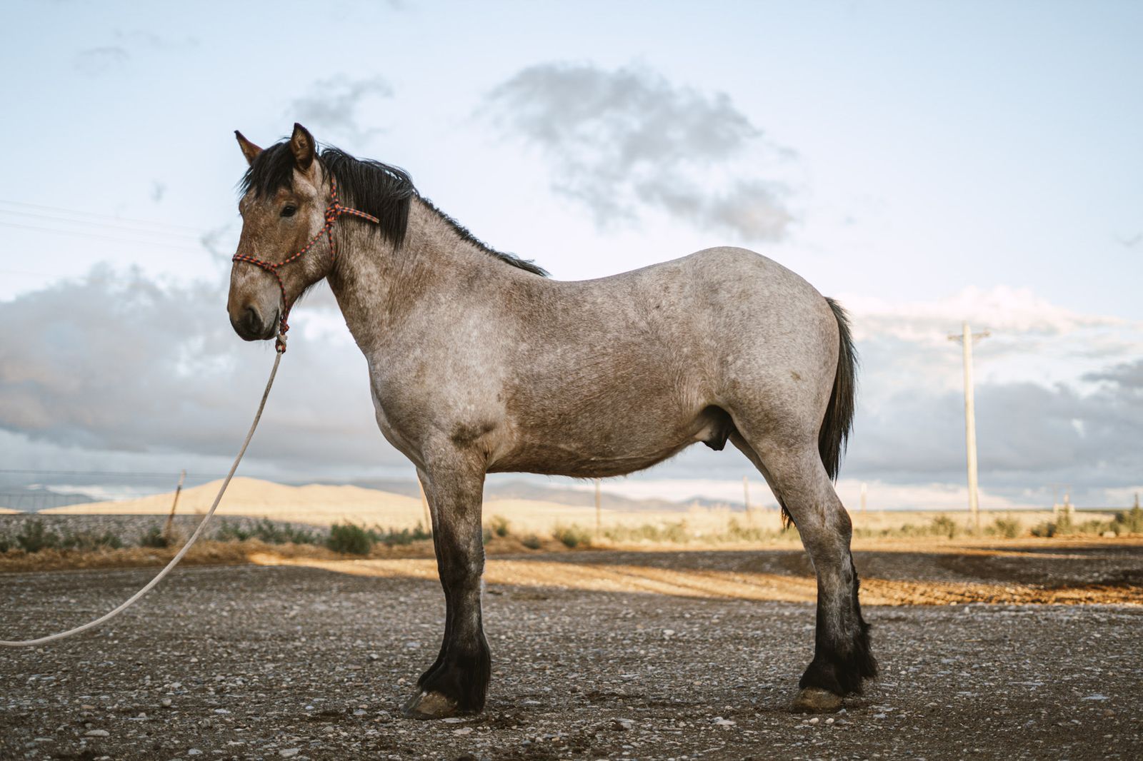 Yearling bay roan Brabant stud Colt 