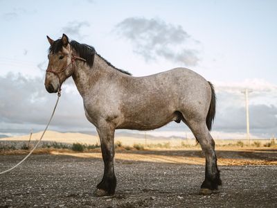 Yearling bay roan Brabant stud Colt