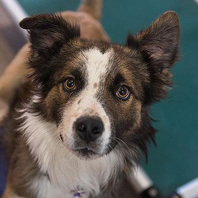 Hello my name is Jeep