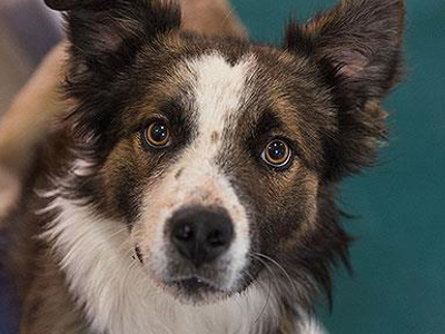 Hello my name is Jeep