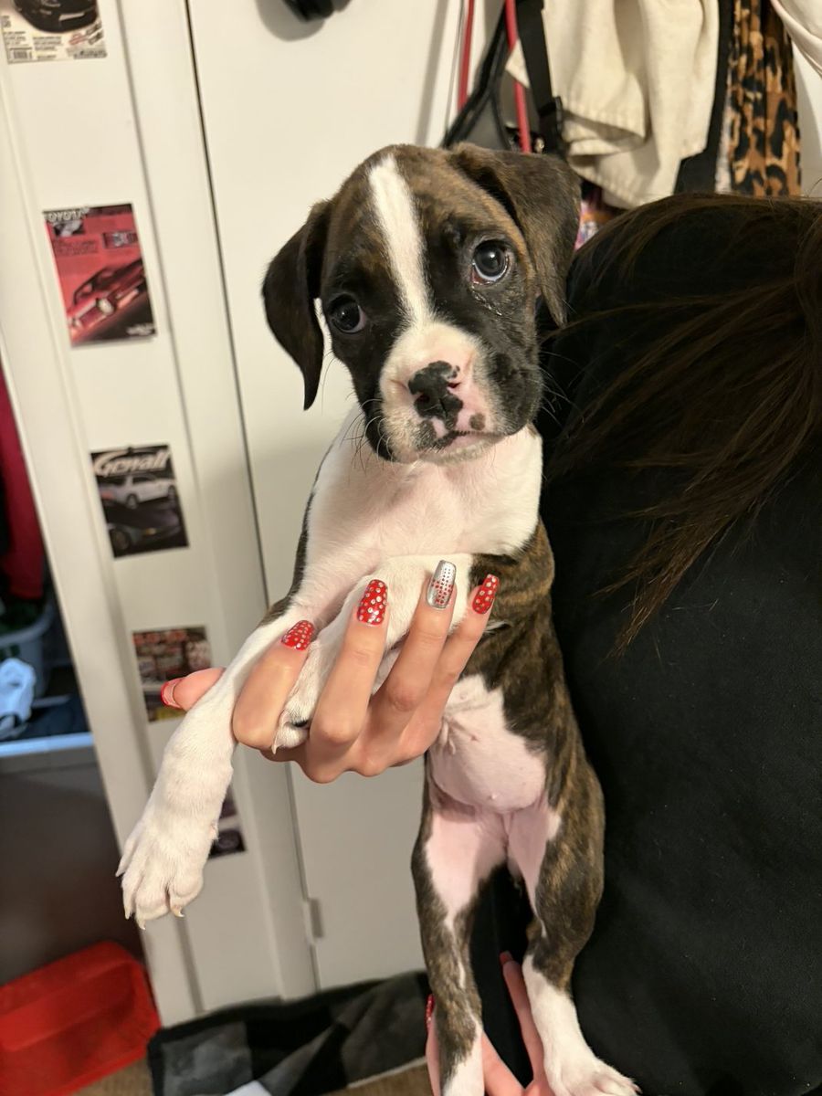 Boxer Puppy