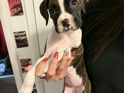 Boxer Puppy