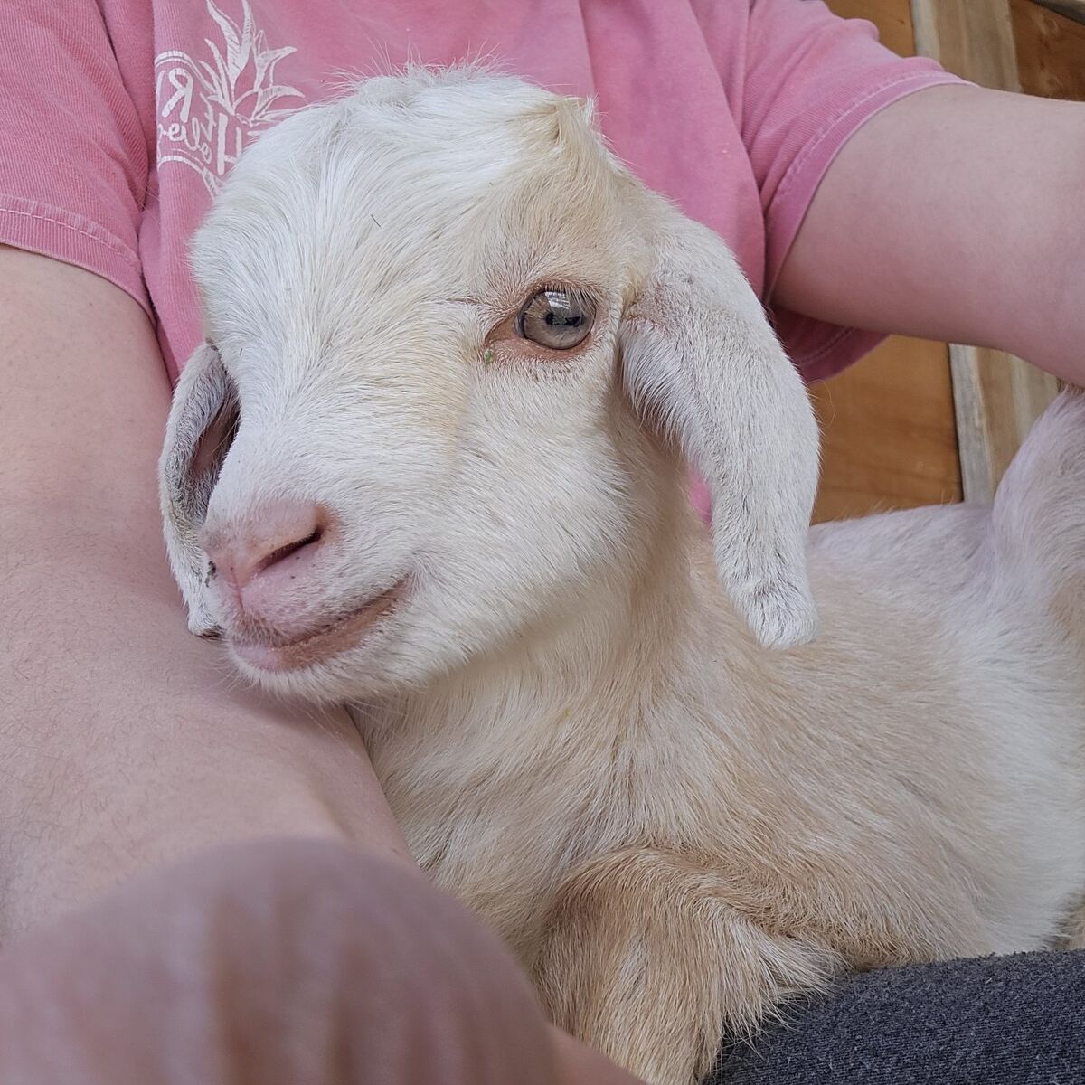 buckling mini lamancha goats