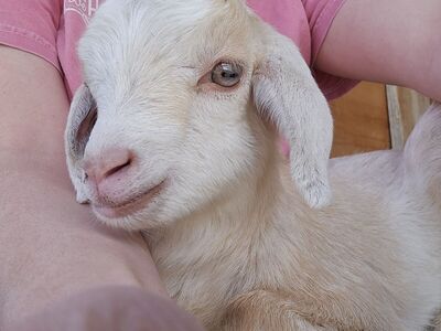 buckling mini lamancha goats