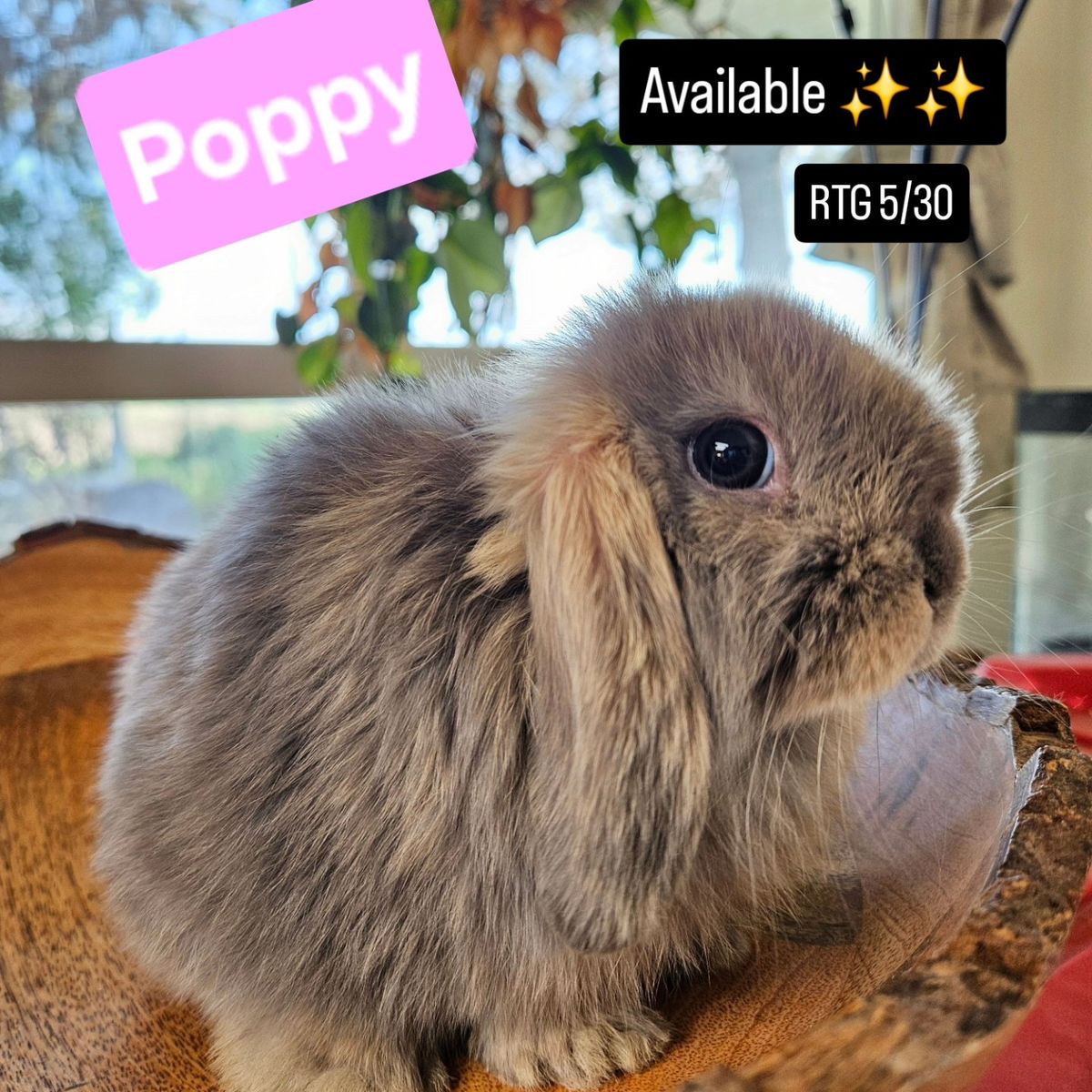 Holland Lop Doe *Partial Pedigree*