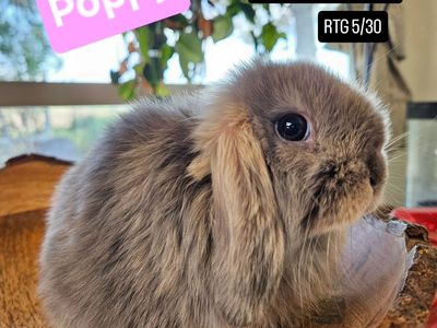 Holland Lop Doe *Partial Pedigree*