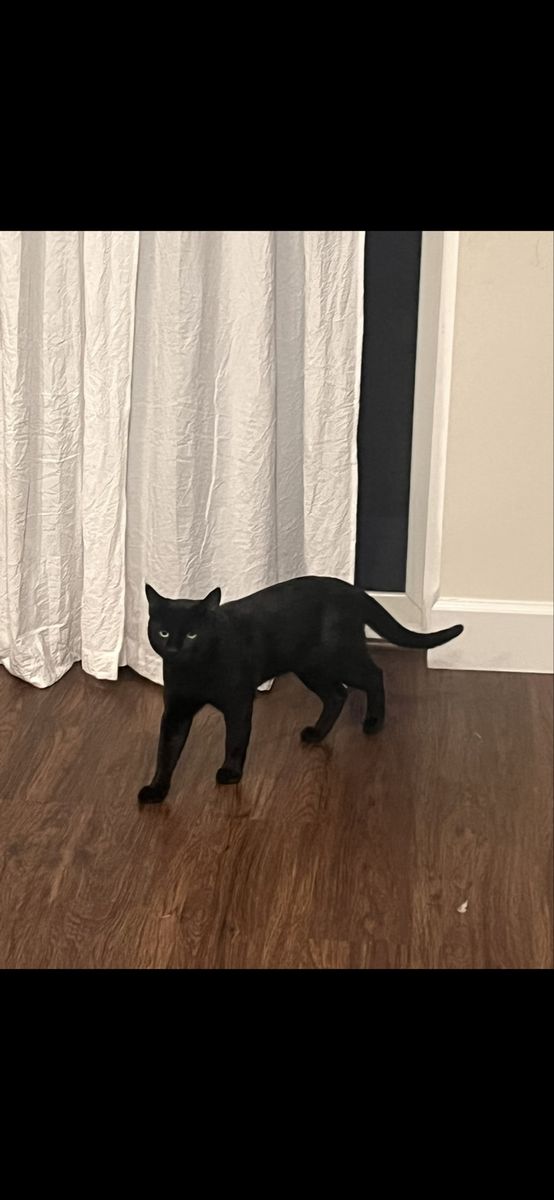 4 yr male Bombay & 3 yr female Siamese cat