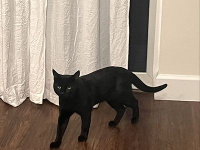 4 yr male Bombay & 3 yr female Siamese cat