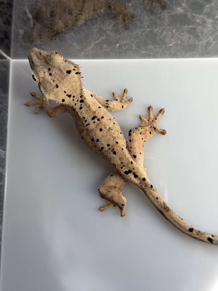 Super Dalmation Crested Gecko