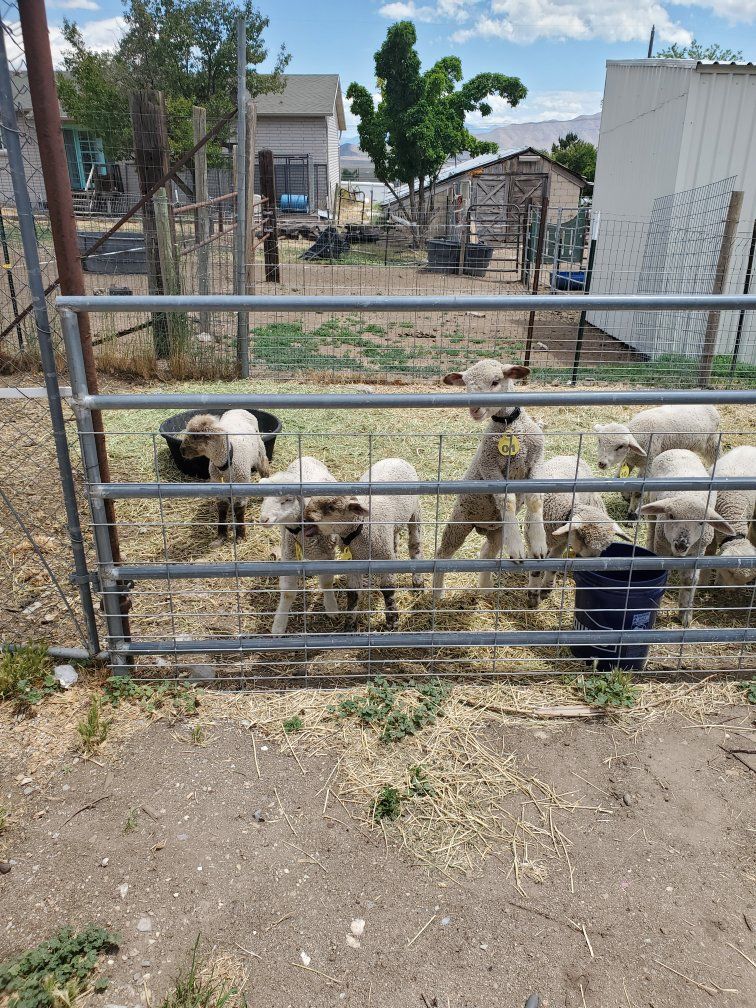 lambs