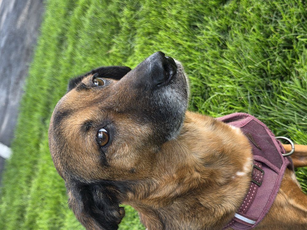 Re-Homing Free Dog