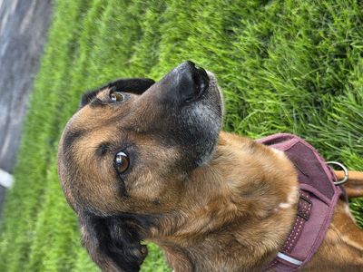 Re-Homing Free Dog