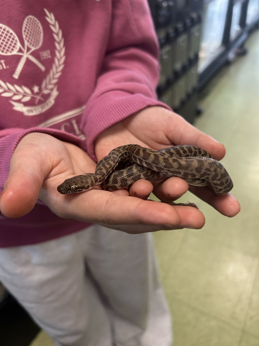 Stimson's Python - Antaresia stimsoni + complete tank setup