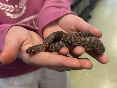 Stimson's Python - Antaresia stimsoni + complete tank setup
