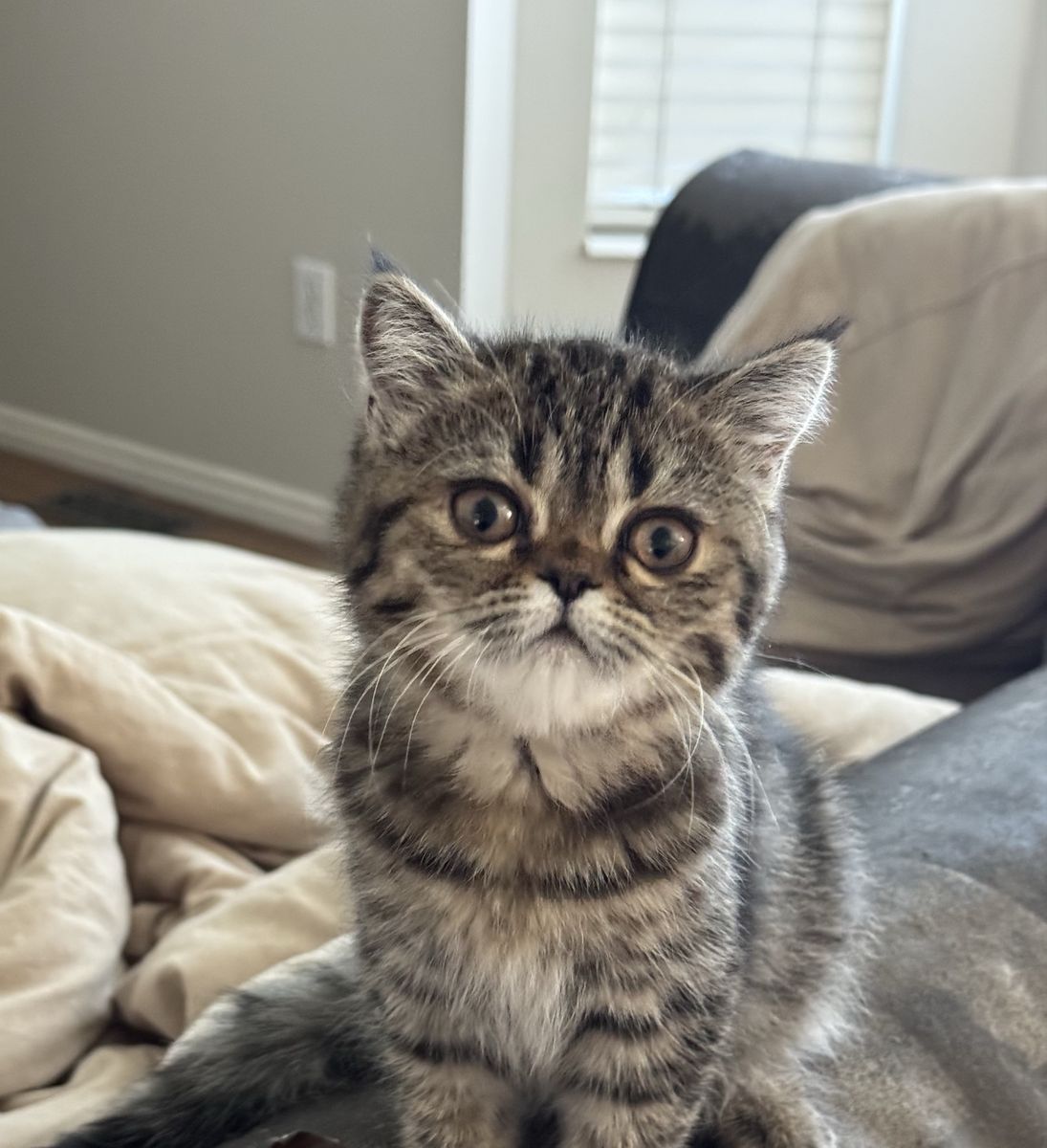 Purebred Persian and Exotic kittens 