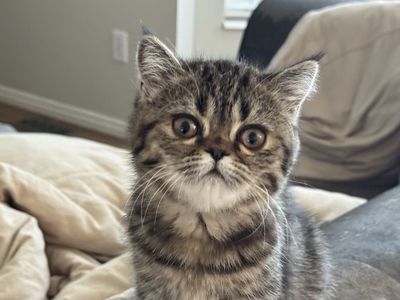 Purebred Persian and Exotic kittens
