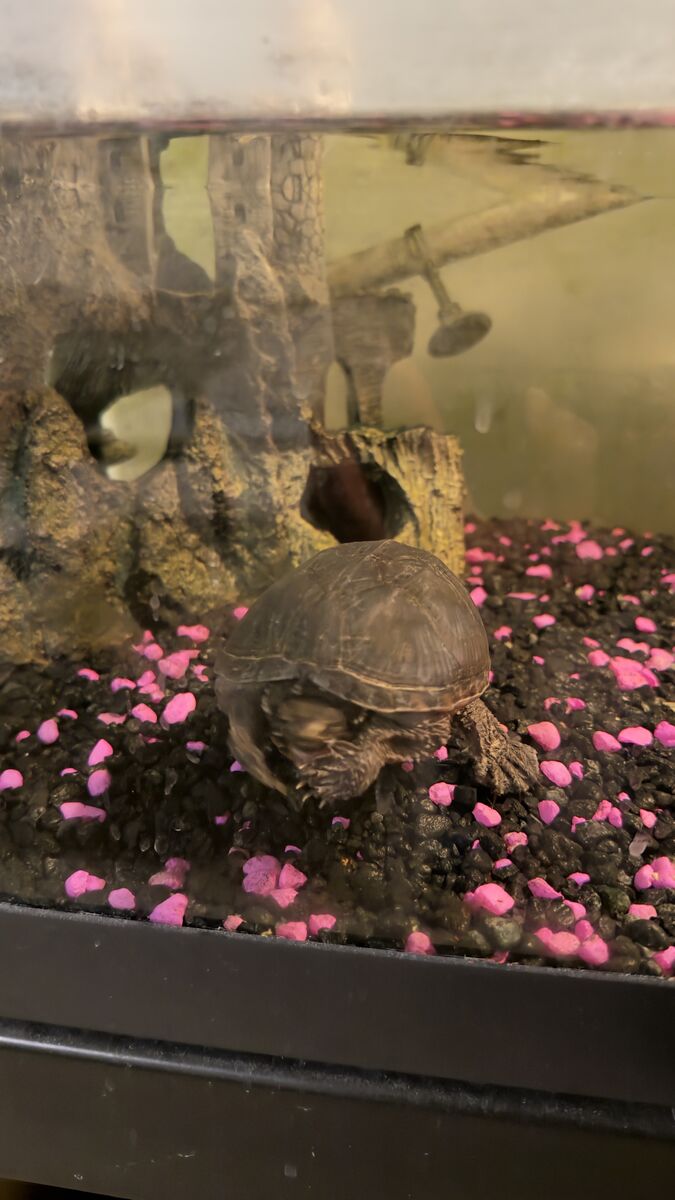 40-Gallon Musk Turtle Setup + 2 Adult Turtles – $200