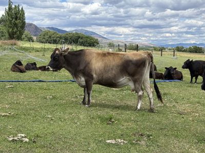 Jersey/Swiss mix cow. A2A2