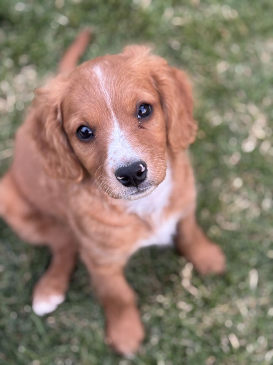 Mini Cavapoo male red