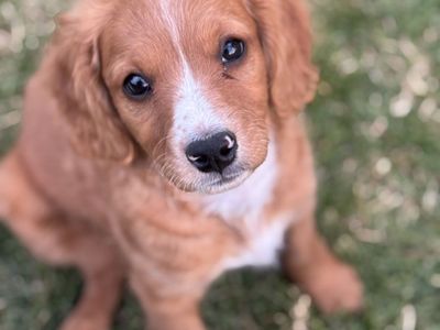 Mini Cavapoo male red