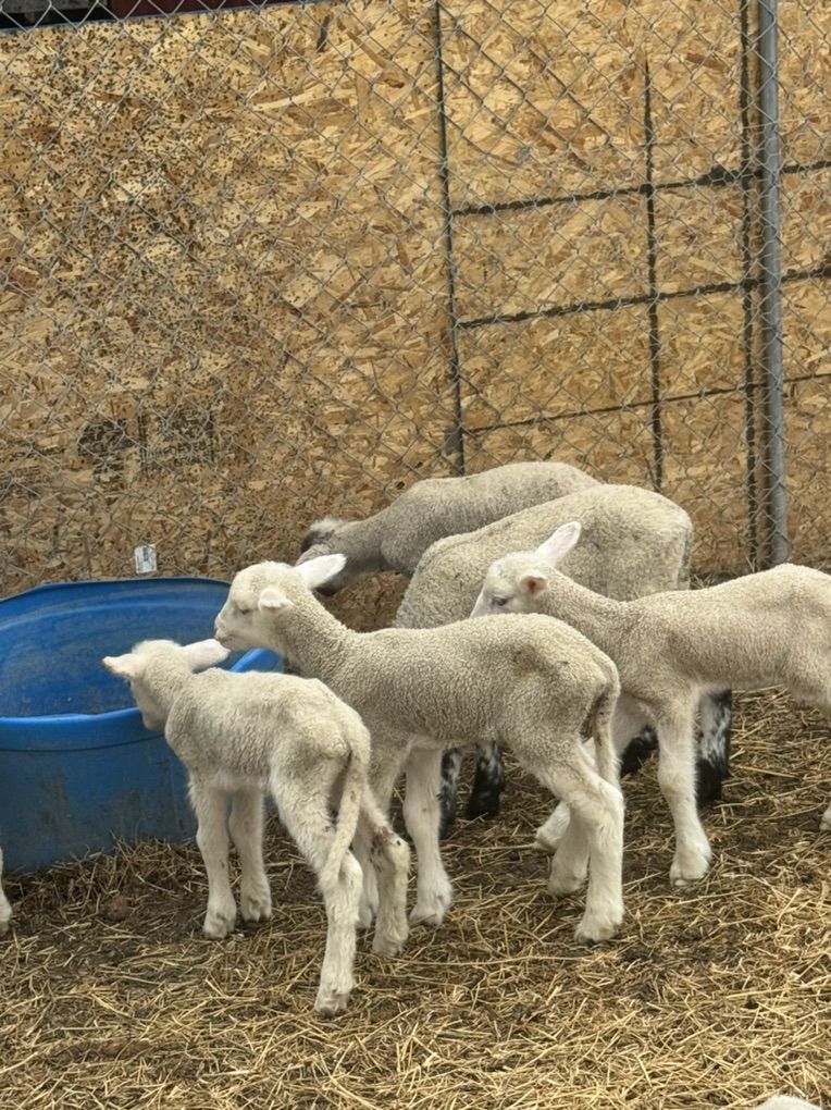 Rambouillet Cross Lambs
