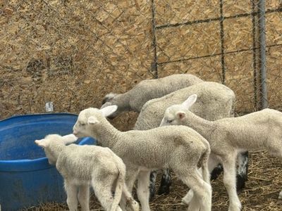 Rambouillet Cross Lambs
