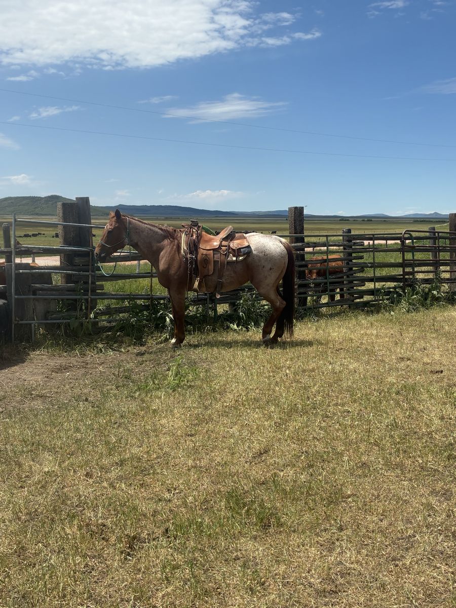 Red roan gelding
