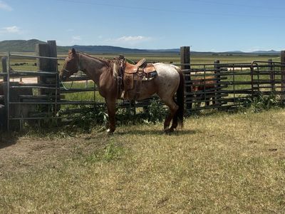 Red roan gelding