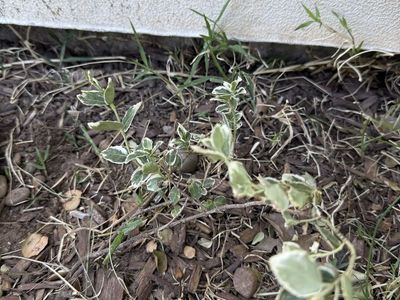 Winter creeper - Hardy Perennial - “White Album”