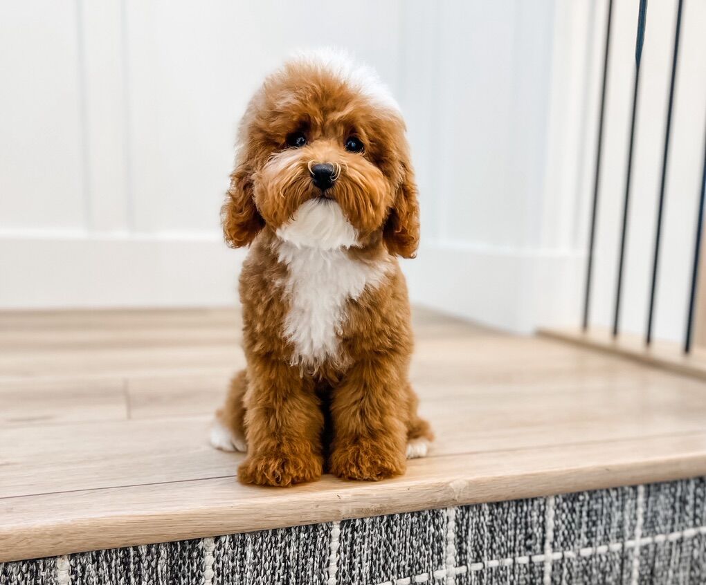 AKC and CKC Toy Poodles Roscoe 8 lbs Tuxedo - Loki 6 lbs Intense Red