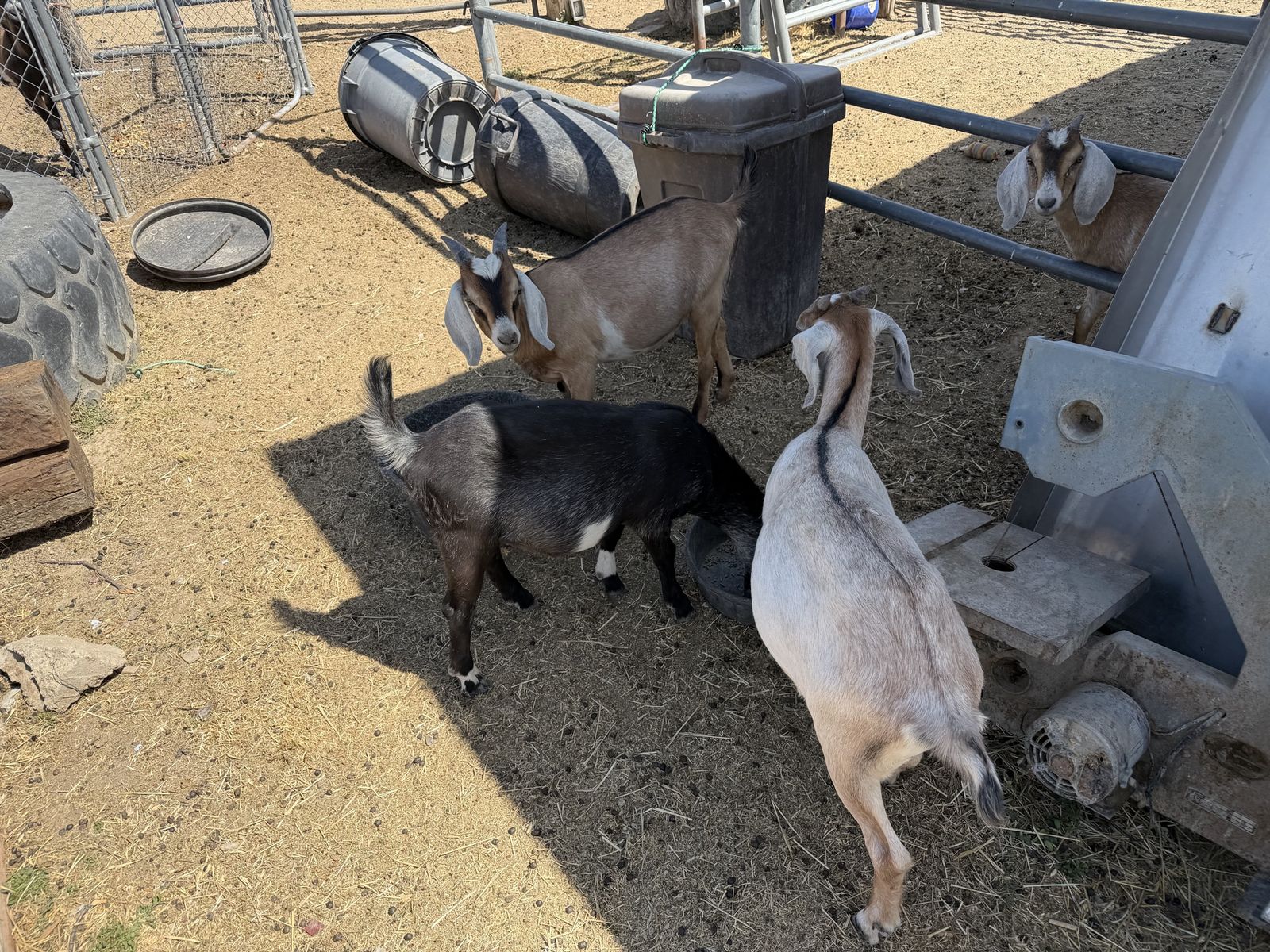 Nubian Bucks & Doelings