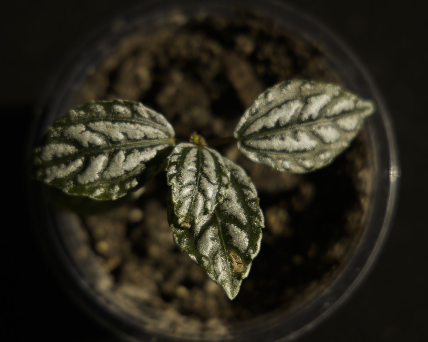 House Plant: Pilea (Aluminum Plant)