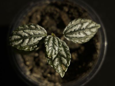 House Plant: Pilea (Aluminum Plant)