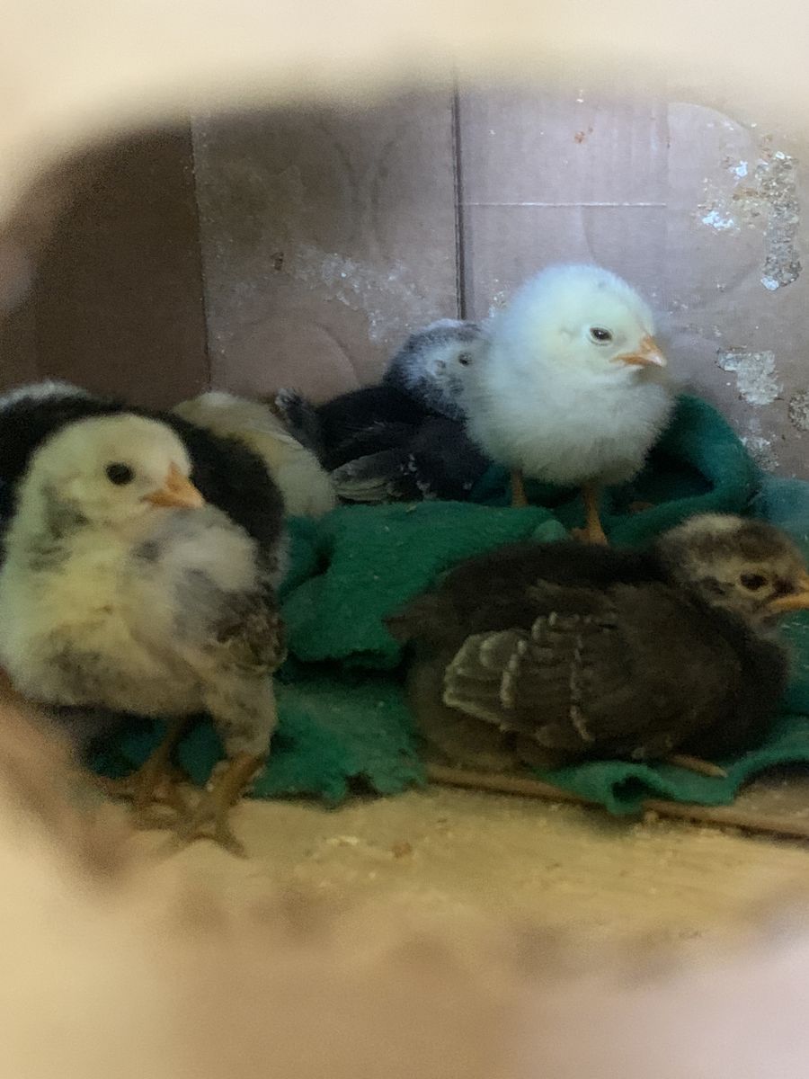 fresh eggs