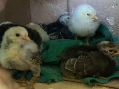 fresh eggs